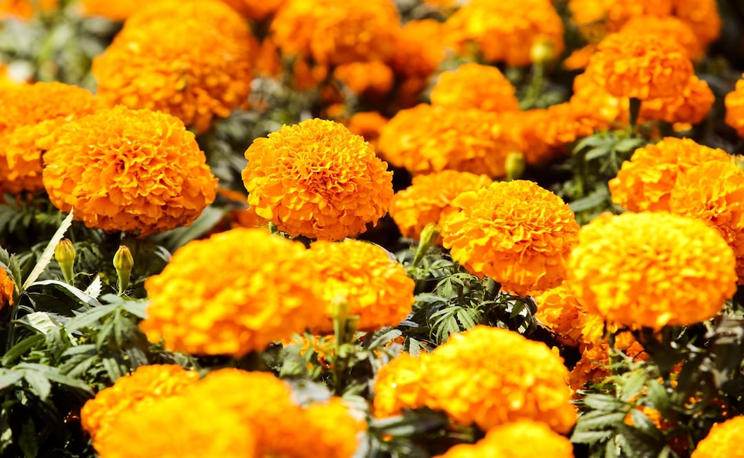 Uno de los elementos más característicos y significativos de la celebración del Día de Muertos es la flor de cempasúchil, una hermosa flor de color naranja, la cual también es muy aromática - Foto: Foto de archivo/EL UNIVERSAL