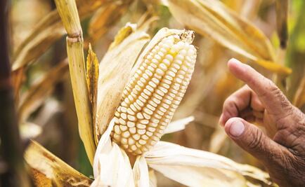 Científicos identifican los orígenes de la domesticación del maíz