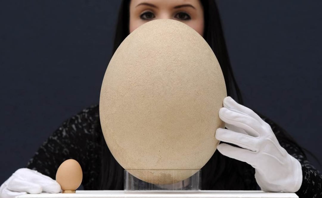 Tenía tres metros de altura y media tonelada de peso. Foto: Archivo EL UNIVERSAL