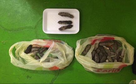 FGR asegura más de mil pepinos de mar en CDMX