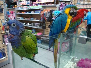 Verificará Profepa retiro de 201 especies de catálogo de Maskota