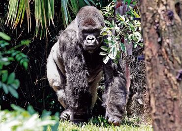 Costo de 1 mdp por aparear a 'Bantú' en Zoo de Guadalajara