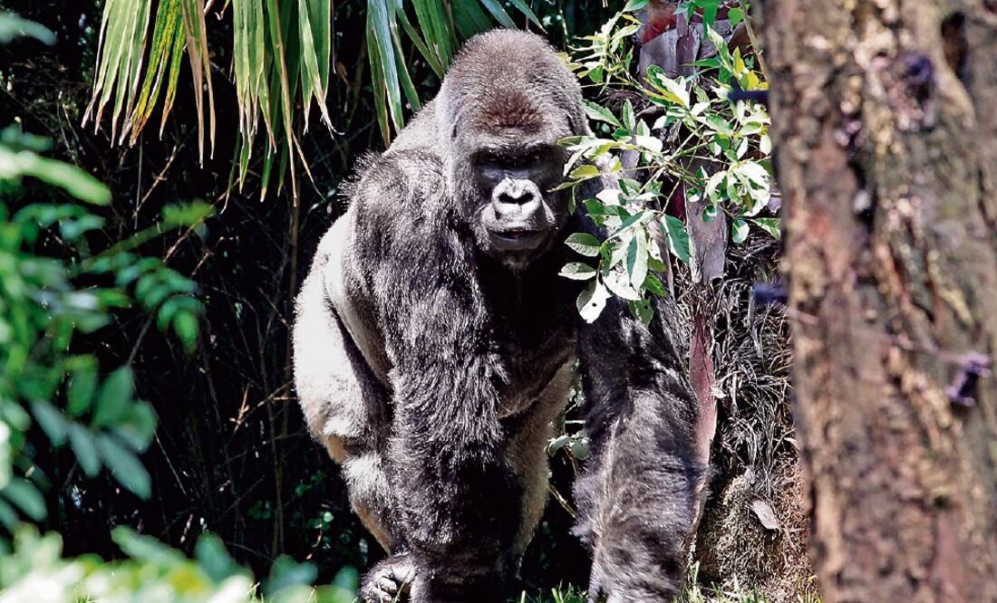 Convenio sobre traslado de Bantú se firmó una semana antes de que falleciera (ARCHIVO EL UNIVERSAL)