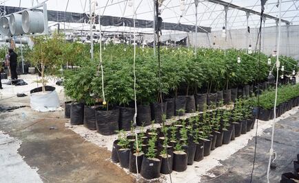 Desmantelan invernadero de marihuana en Zumpango