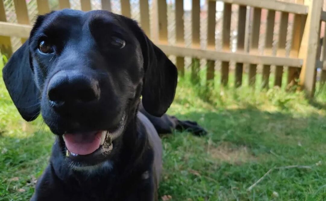 Bluebell, la labradora de cinco años que, por un error, terminó separada de sus dueños durante un largo viaje Foto: Familia Miller / NPR