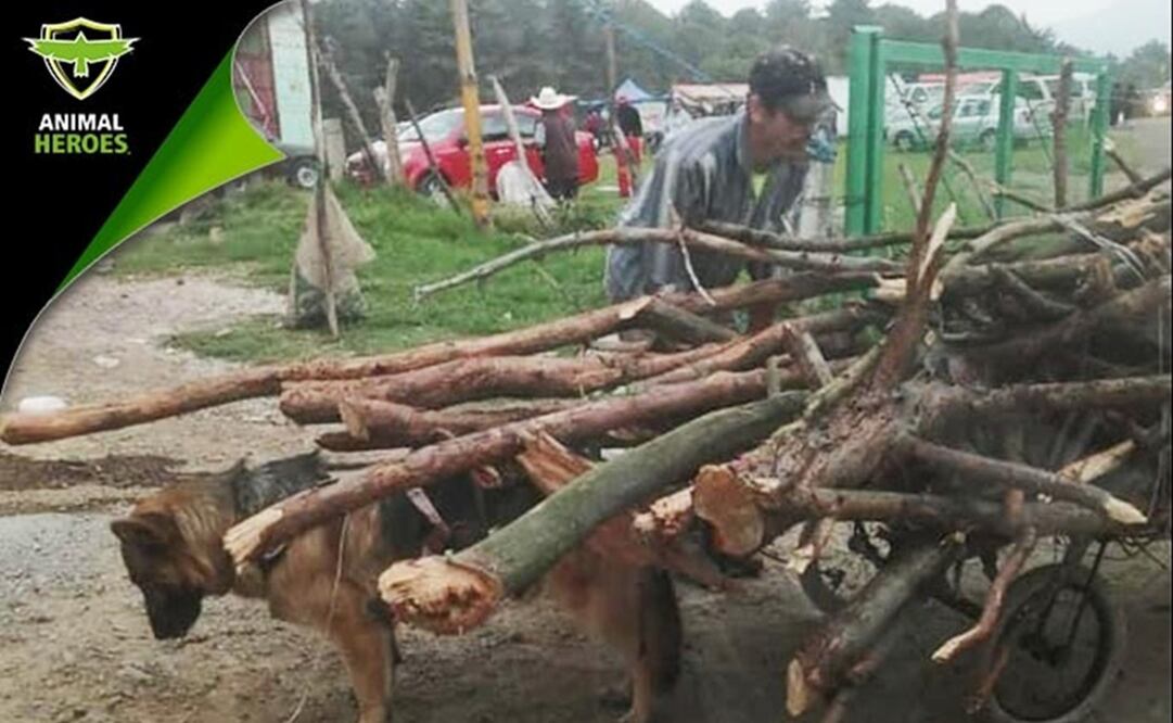 Foto: Twitter @_AnimalHeroes_