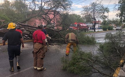 Lluvias atípicas dejan 23 árboles caídos en Tamaulipas
