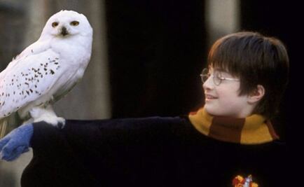 Harry Potter pone en peligro de extinción a un animal