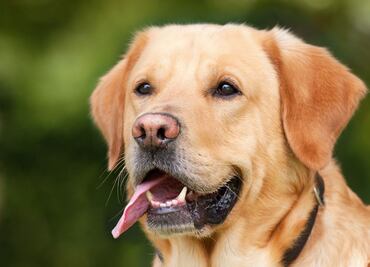 Perrita roba parte del almuerzo de albañiles que trabajan en la construcción y su dueña debe comprarles comida