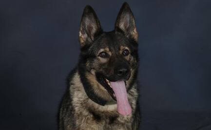 VIDEO Realizan emotiva despedida a perrita policía que enfermó de cáncer en Virginia