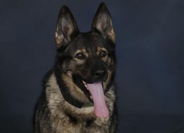 VIDEO Realizan emotiva despedida a perrita policía que enfermó de cáncer en Virginia