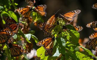 Reportan aumento de 64% en presencia de mariposa monarca en bosques de hibernación mexicanos; llaman a fortalecer conservación