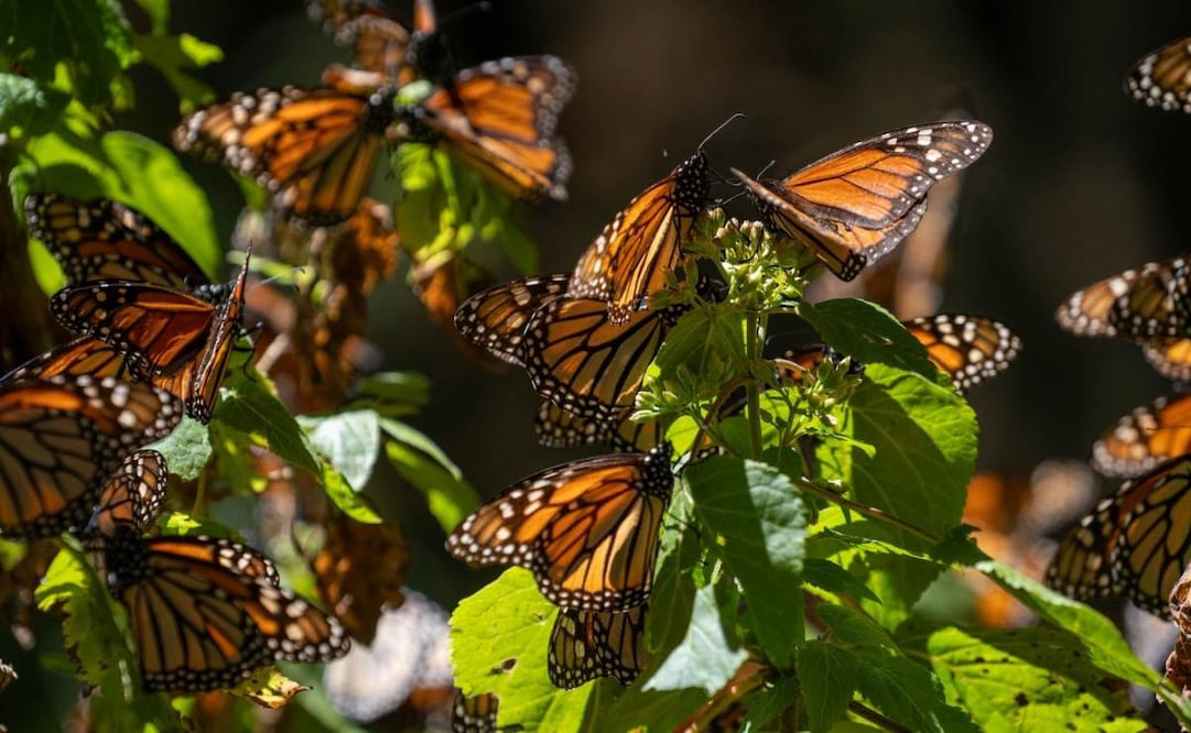 Millones de mariposas monarca migran cada año desde Canadá, huyendo del frío invierno, hasta los bosques de oyamel en el occidente de México, particularmente en las regiones de Michoacán y parte del Estado de México. Foto: Juan José Estrada/ Cuartoscuro