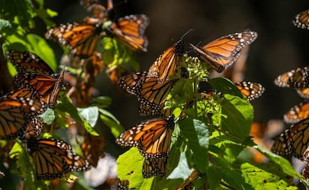 Reportan aumento de 64% en presencia de mariposa monarca en bosques de hibernación mexicanos; llaman a fortalecer conservación
