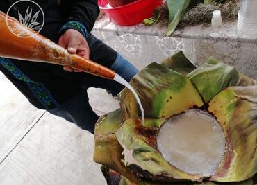 ¿Cuándo y dónde será el Festival del Pulque, la Salsa y el Nopal?