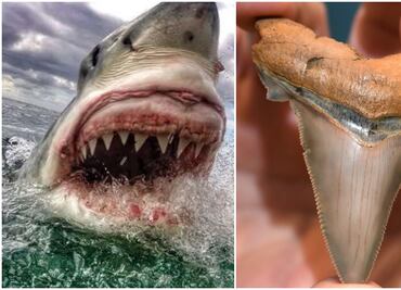 Hallan dientes de un tiburón gigante de hace 25 millones de años