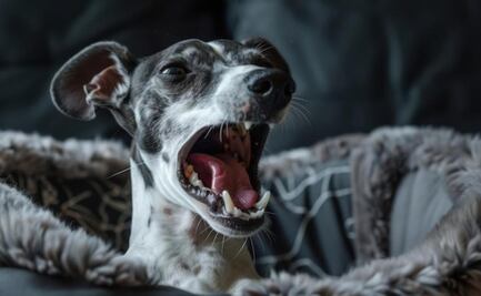 Aprende a perder el miedo a los perros; especialista lo explica