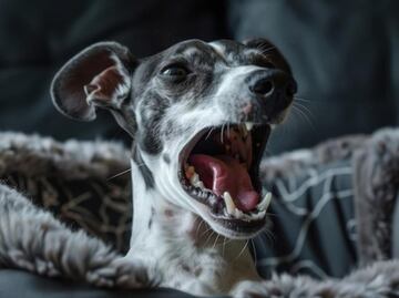 Aprende a perder el miedo a los perros; especialista lo explica