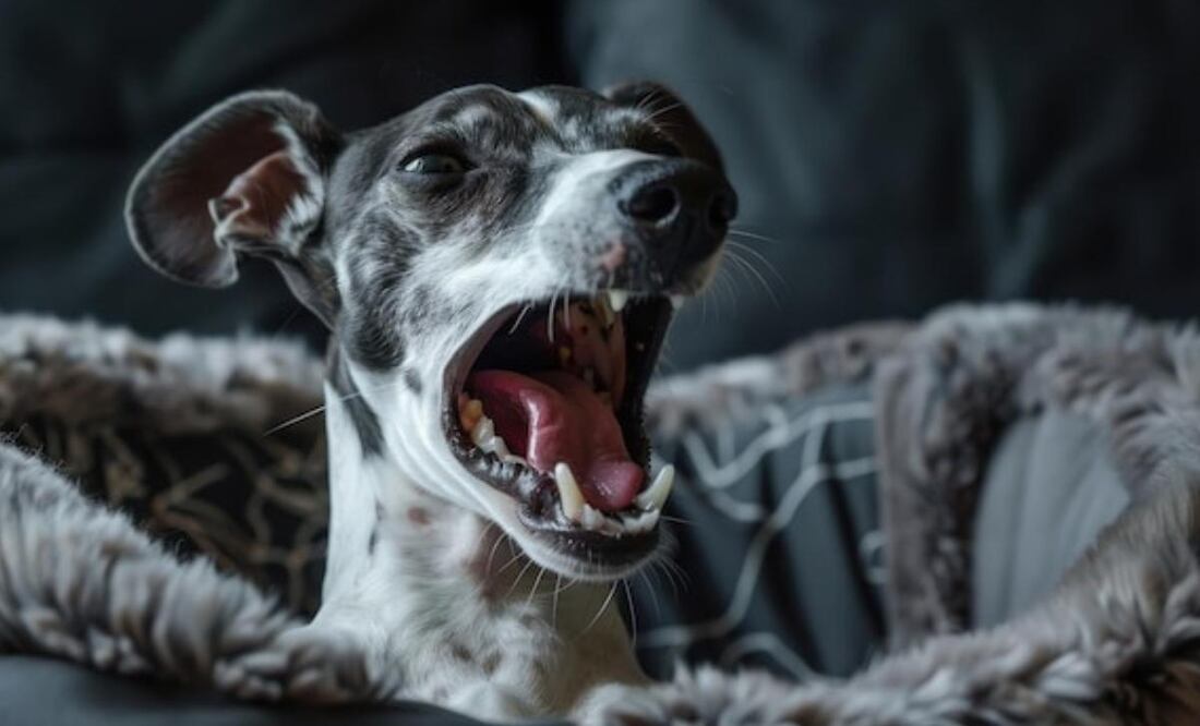 Perros con Miedo. Fuente: Freepik.
