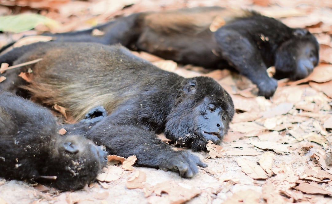 Al quedarse sin agua, los animales se deshidratan y caen desmayados desde las alturas, por lo que se fracturan o mueren. Foto: Luma López  EL UNIVERSAL