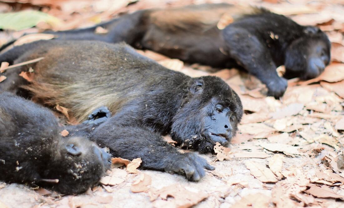 Al quedarse sin agua, los animales se deshidratan y caen desmayados desde las alturas, por lo que se fracturan o mueren. Foto: Luma López EL UNIVERSAL