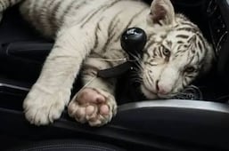 No son mascotas ni trofeos: El caso del tigre de bengala que debería hacernos reflexionar