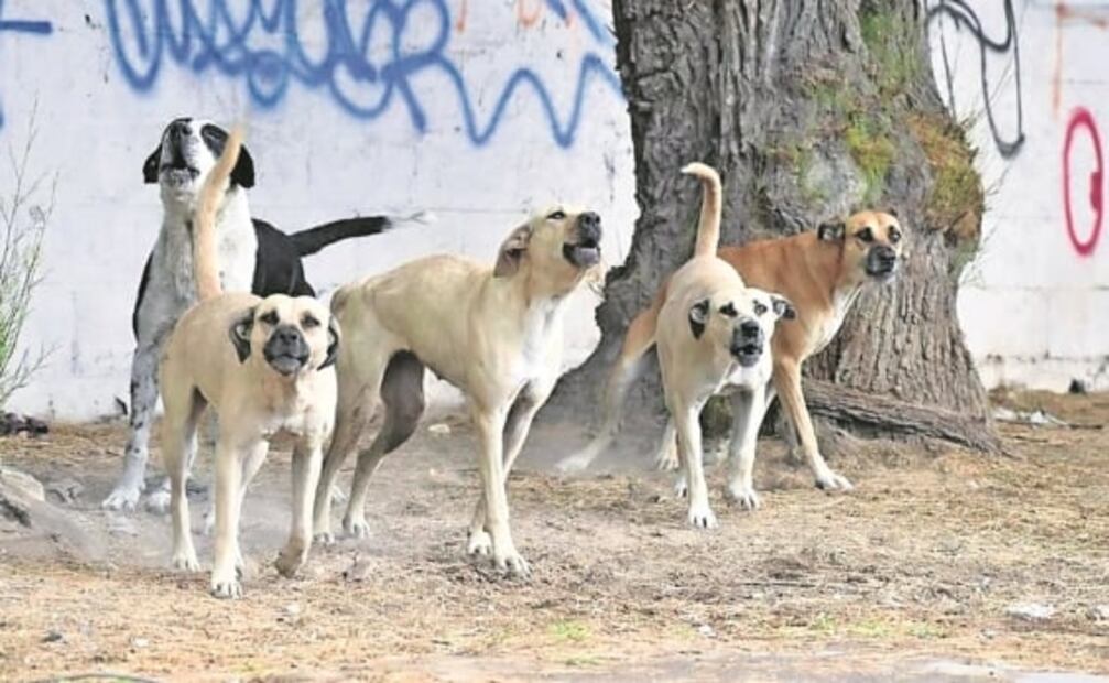 En 15 días, estos han sido los 3 avistamientos de perros paseando con extremidades humanas