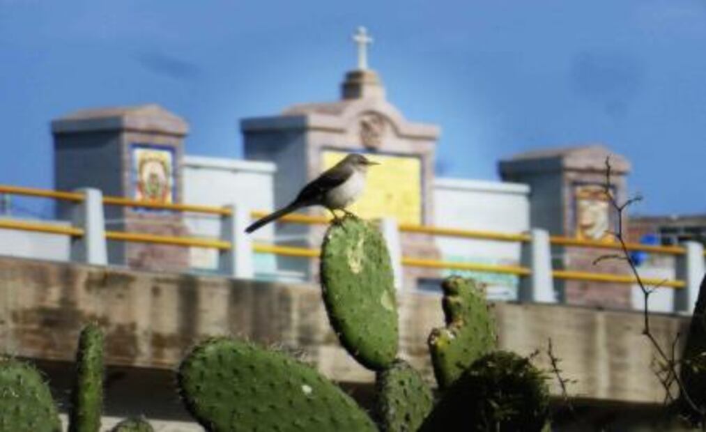 Identifican 111 especies de aves en presa de Aguascalientes