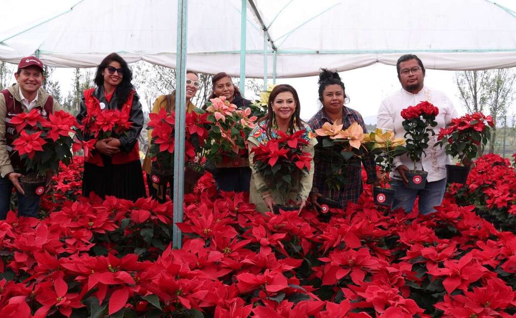 Arranca venta de nochebuena en CDMX; producción alcanzó 1.8 millones de flores.
Foto: Especial.