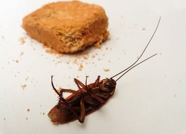 Temporada de lluvias en México; así puedes eliminar las cucarachas con ingredientes de cocina