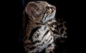 Aseguran ejemplar de tigrillo en domicilio en Oaxaca; felino en peligro de extinción está en "aparente buen estado de salud"