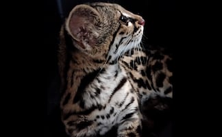 Aseguran ejemplar de tigrillo en domicilio en Oaxaca; felino en peligro de extinción está en "aparente buen estado de salud"