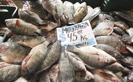 Prevén consumo de 300 mil ton de pescados en Cuaresma