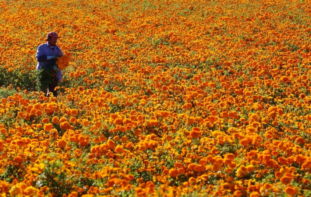 Aunque existen 30 variedades de flor de cempasúchil en México, la naranja y la amarilla son las más tradicionales. Foto: REUTERS/Imelda Medina