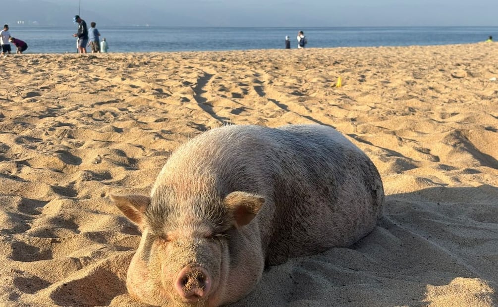 Playas de Puerto Vallarta registran afluencia normal a una semana del abatimiento de “El Mencho”. 01 de marzo de 2026. Foto: Especial.