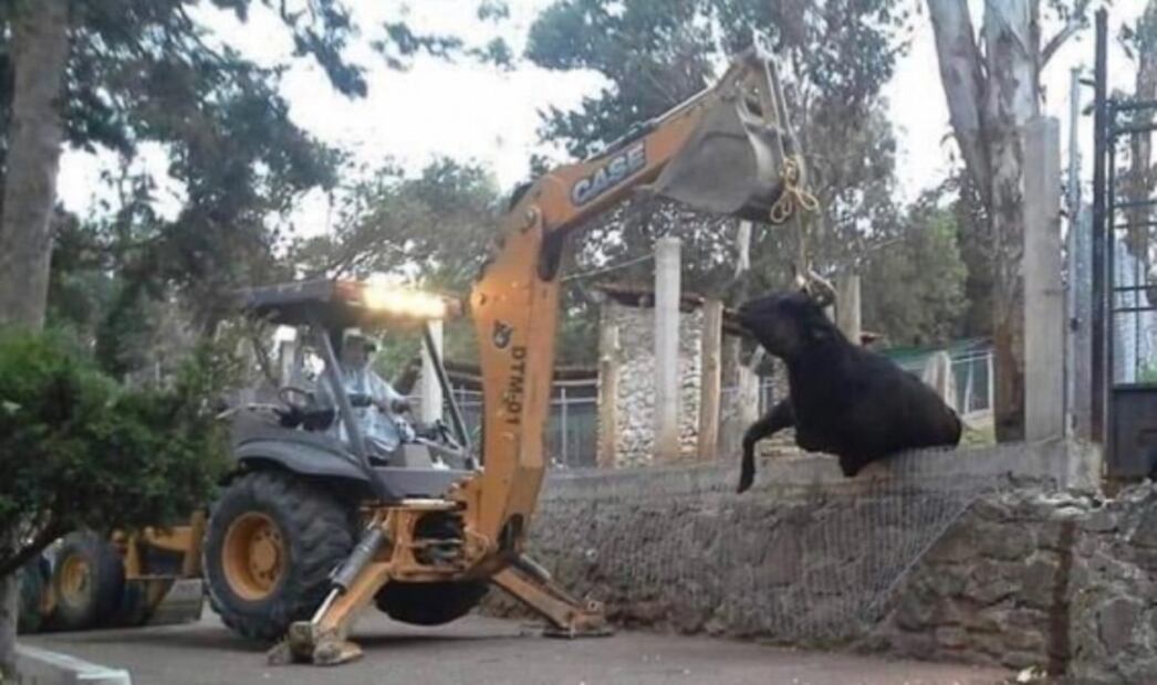 Autoridades ambientales desmienten que "Pepe" el toro haya muerto desnucado
