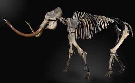 Restos de mamut señalan que humanos habitaron Ártico antes de lo asumido