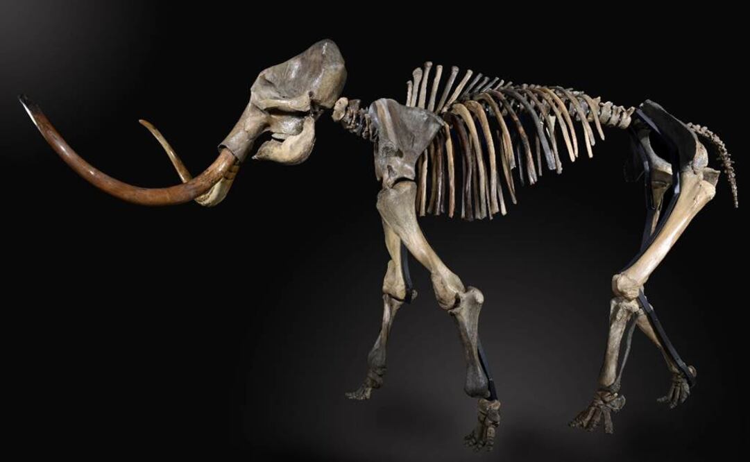 El momento en que el humano pisó por primera vez el Ártico de Eurasia es 10 mil años anterior respecto a lo que se creía. Foto: Archivo