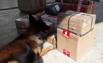 Aseguran 164 mil dólares apócrifos en Jalisco