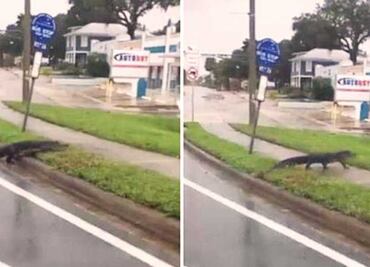 Video. Caimanes se pasean por las calles de Florida tras paso de "Irma"