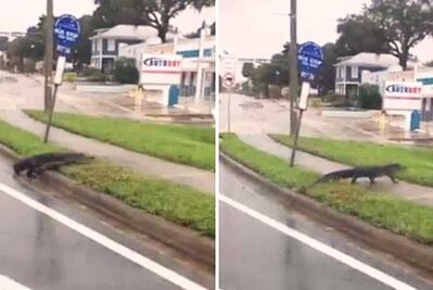Video. Caimanes se pasean por las calles de Florida tras paso de "Irma"