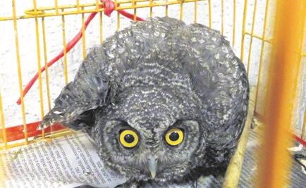 PGR asegura 57 animales en Mercado de Sonora