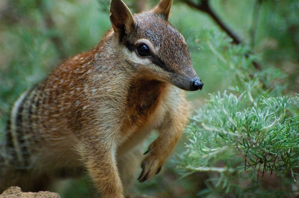 Numbat, especie endémica. Foto: Wikipedia 