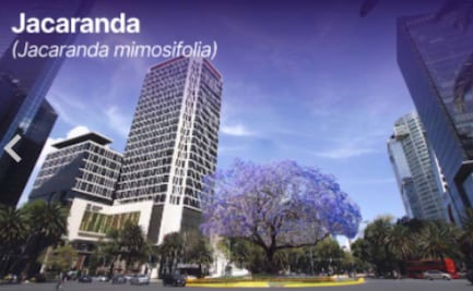 ¿Cómo y dónde votar para elegir al reemplazo de la Palma de Reforma? 