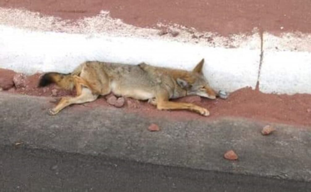 Bomberos rescatan a coyote atropellado en autopista de Zacatecas