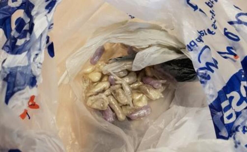 Gato británico llega a casa con bolsa llena de drogas