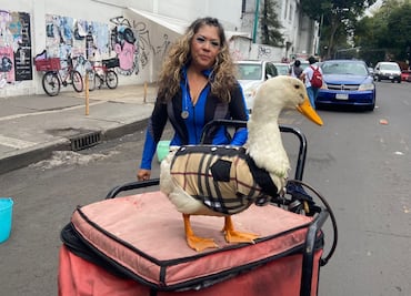 Él es "Merlyn", el pato que acompaña a su dueña a vender agua; causa furor entre clientela