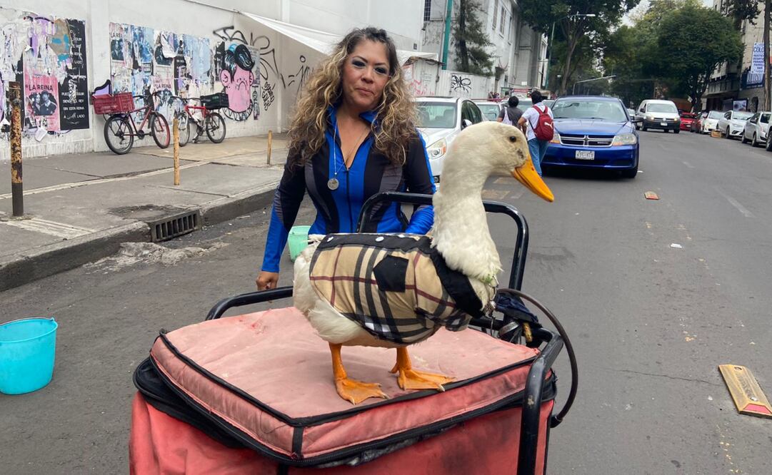 El pato "Merlyn" ayuda a su dueña a vender agua en calles de la colonia Doctores. Foto: Juan Carlos Williams