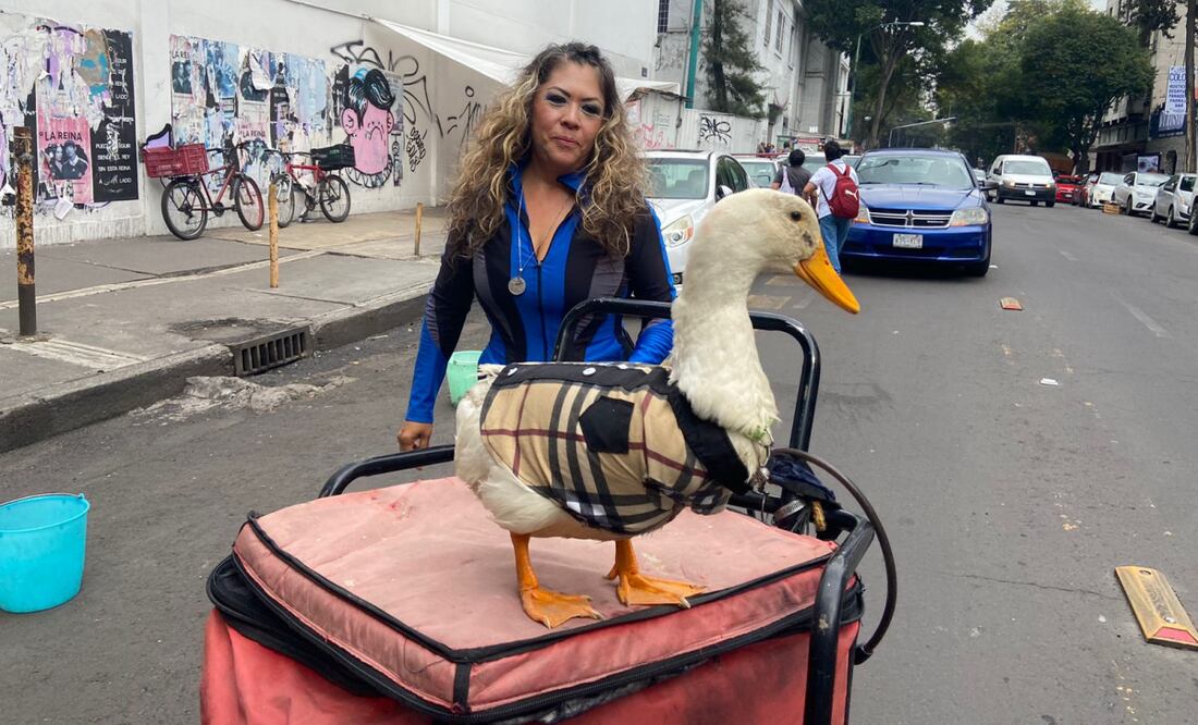 El pato "Merlyn" ayuda a su dueña a vender agua en calles de la colonia Doctores. Foto: Juan Carlos Williams
