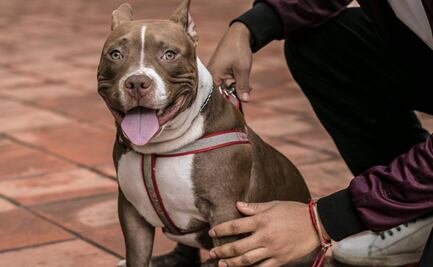 Coronavirus no es razón para abandonar a tu mascota: Agencia de Atención Animal